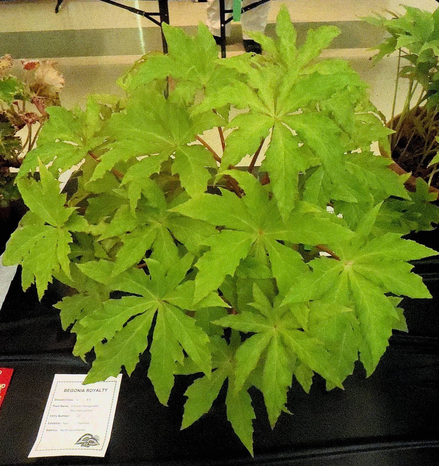 B. ‘Green Palmgarten’